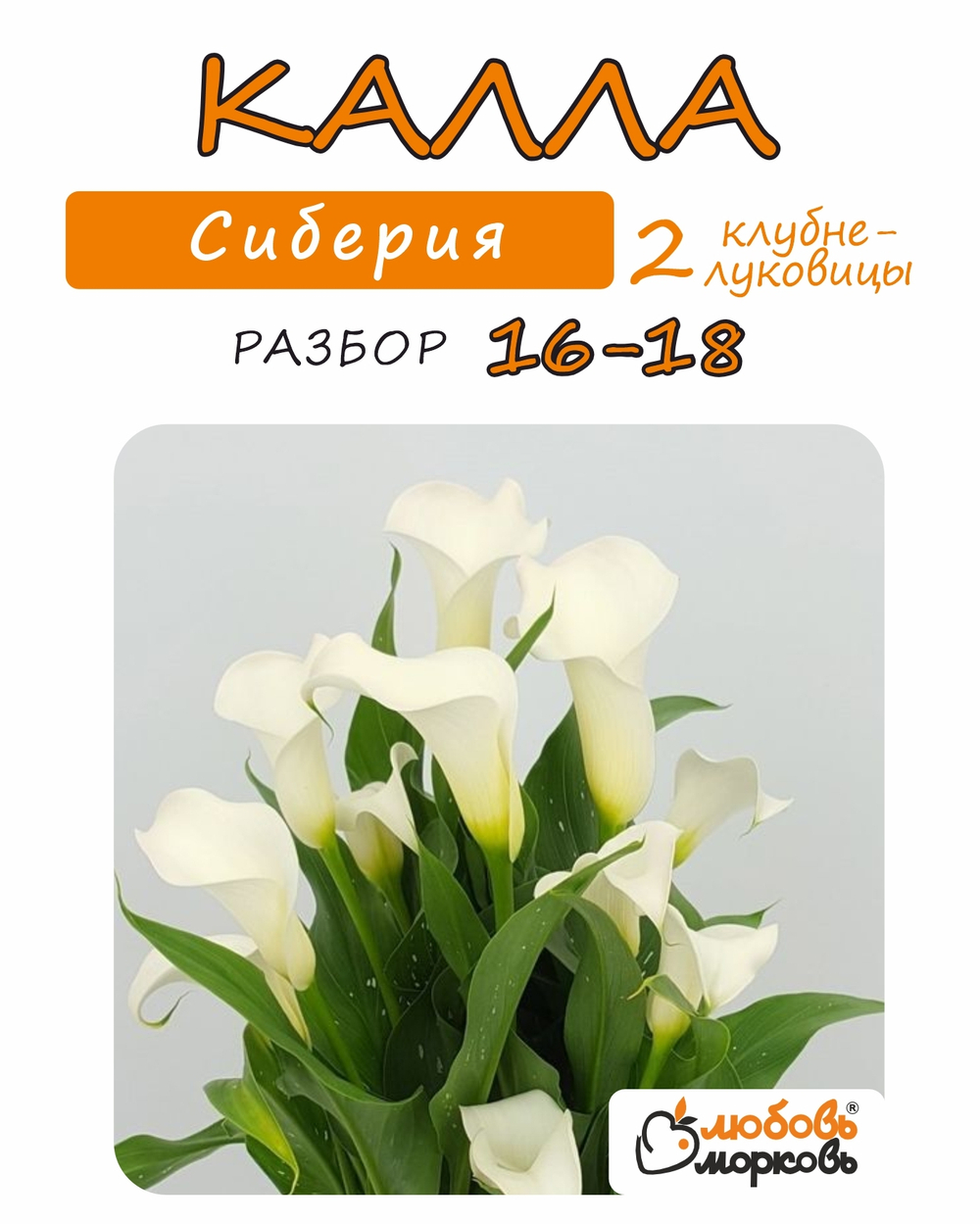 Калла Клубнелуковица, Сиберия, 2шт.