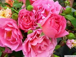 Женерасьен Жардан (Generation Jardin)