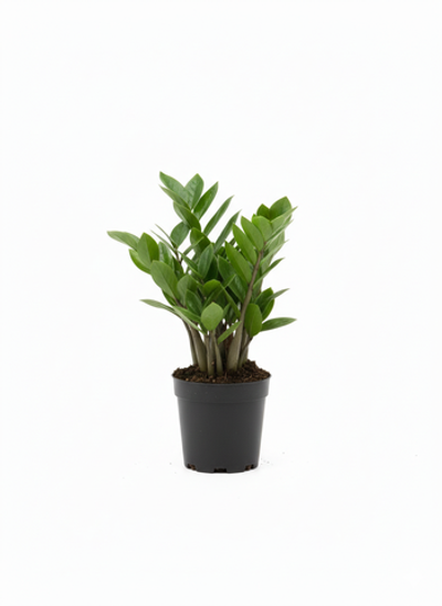 Замиокулькас Pointed Leaf д. 12