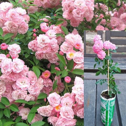 Роза Фейри почвопокровная саженец с ЗКС.