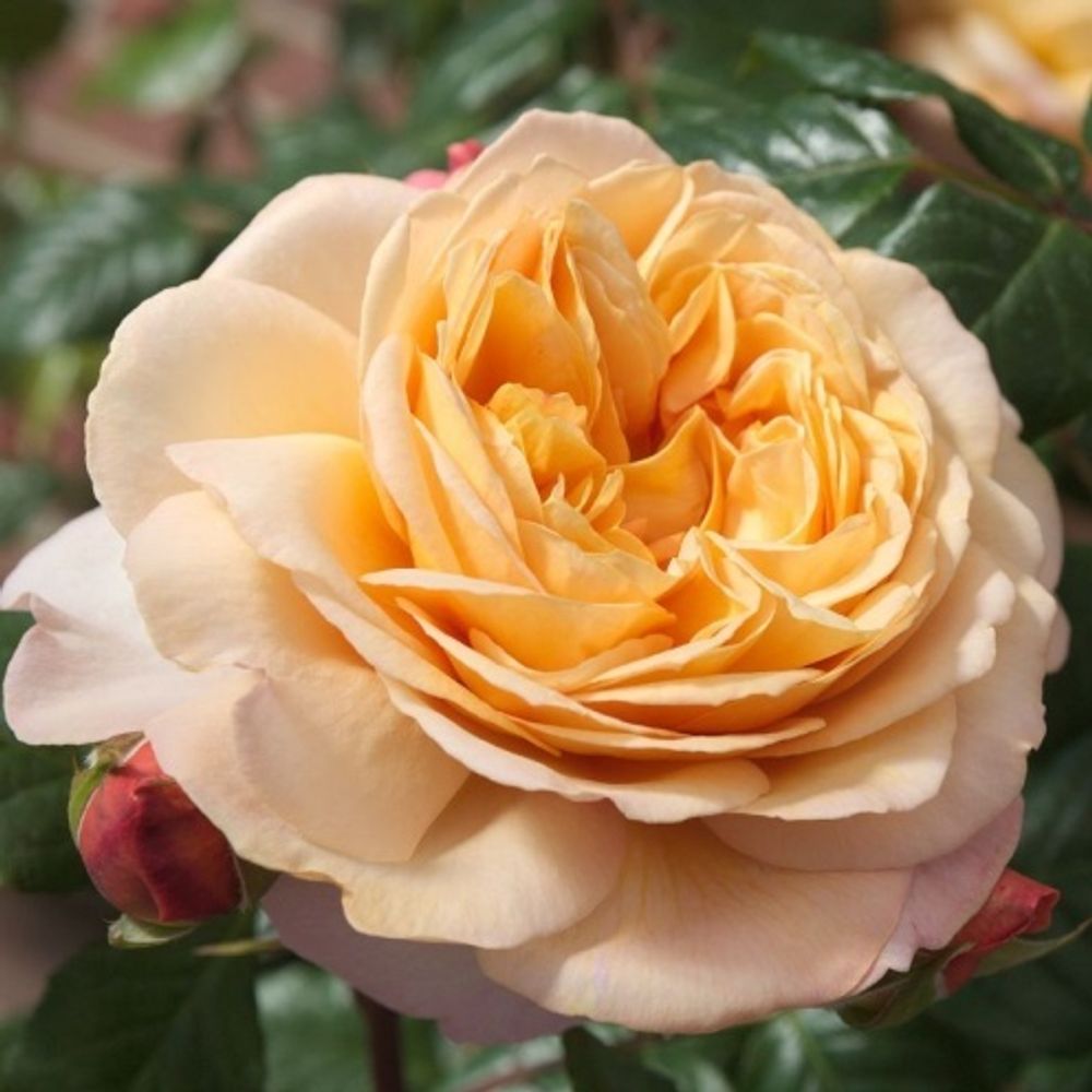 Роза миниатюрная Капри