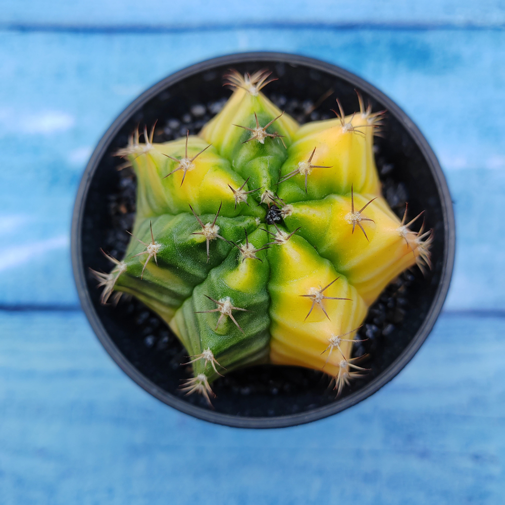 Gymnocalycium Variegata (Гимнокалициум Вариегатный)