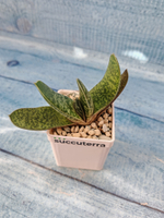 Gasteria Minima (Гастерия)
