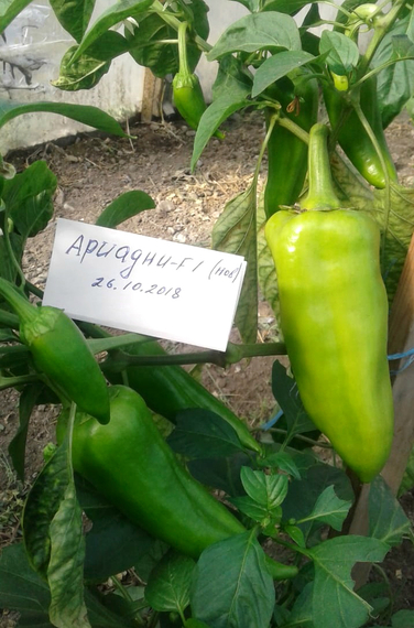 Ариадни F1 семена перца сладкого (Seminis / ALEXAGRO) культура – фото 3