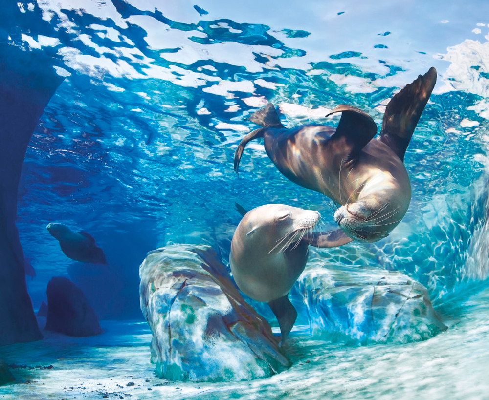 Коллекция Подводный мир