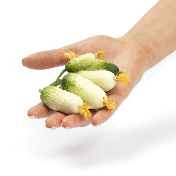 Квирк F1 семена огурца партенокарпического (Rijk Zwaan / Райк Цваан) продукт – фото 4