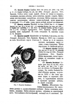 Содержание и воспитание растений в комнатах. Часть 2, выпуск 2 | Р.Э. Регель