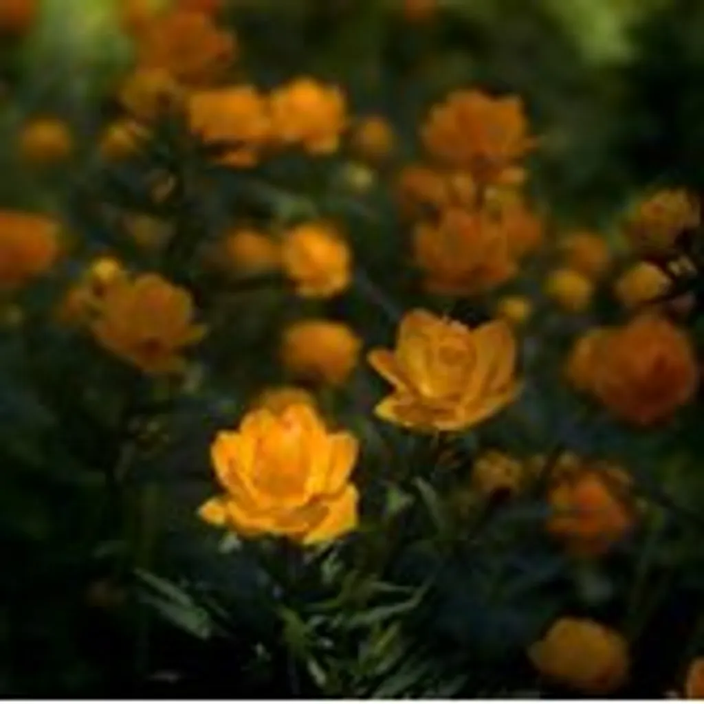 Купальница(трава)