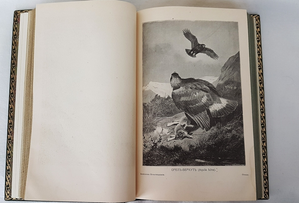 "Птицы". М.А.Мензбир. 1918г. - антикварное издание