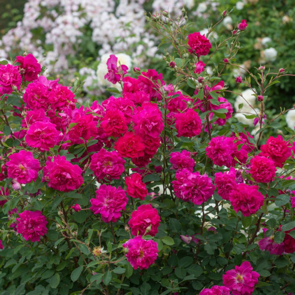 Тэм О Шентер (Tam O'shanter)