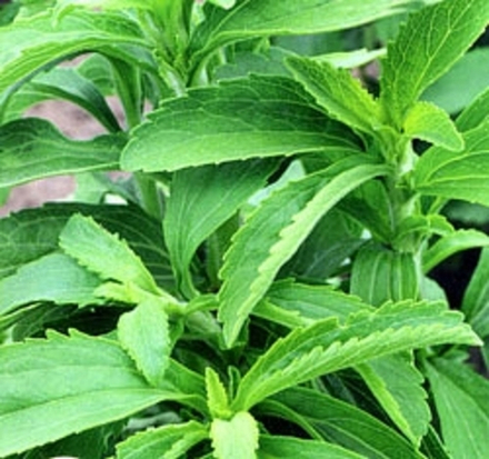 Стевия Сластена 10шт Поиск