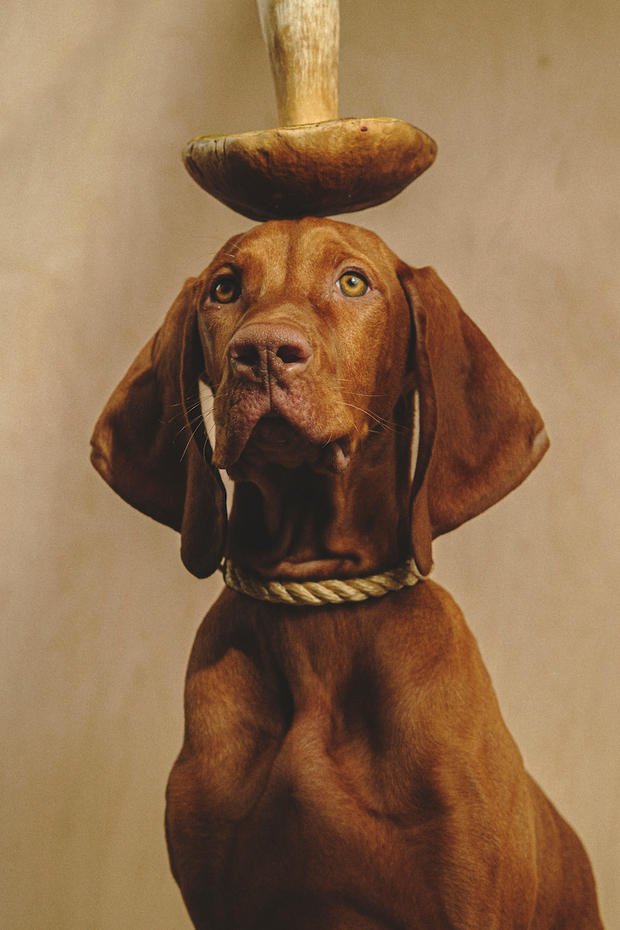 Ошейник "Кантри-Пони" Рыжий