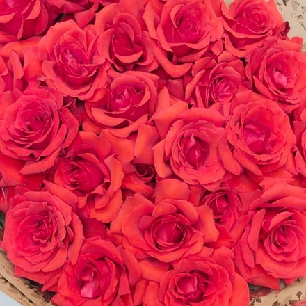 25 алых импортных роз Нина