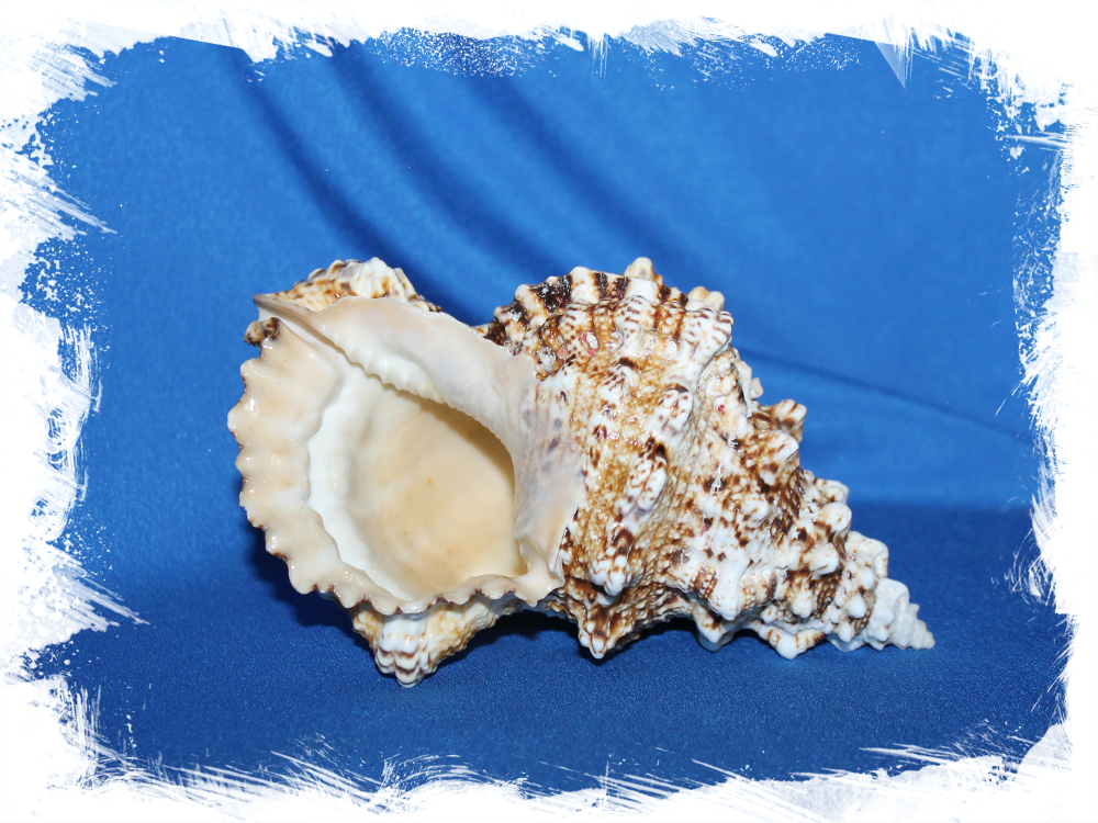 Морская раковина натуральная декоративная Бурса Бубо 13-16 см