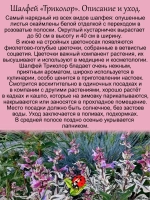 Шалфей Триколор вариегатный