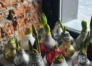 Дарим Амариллис в тг-канале