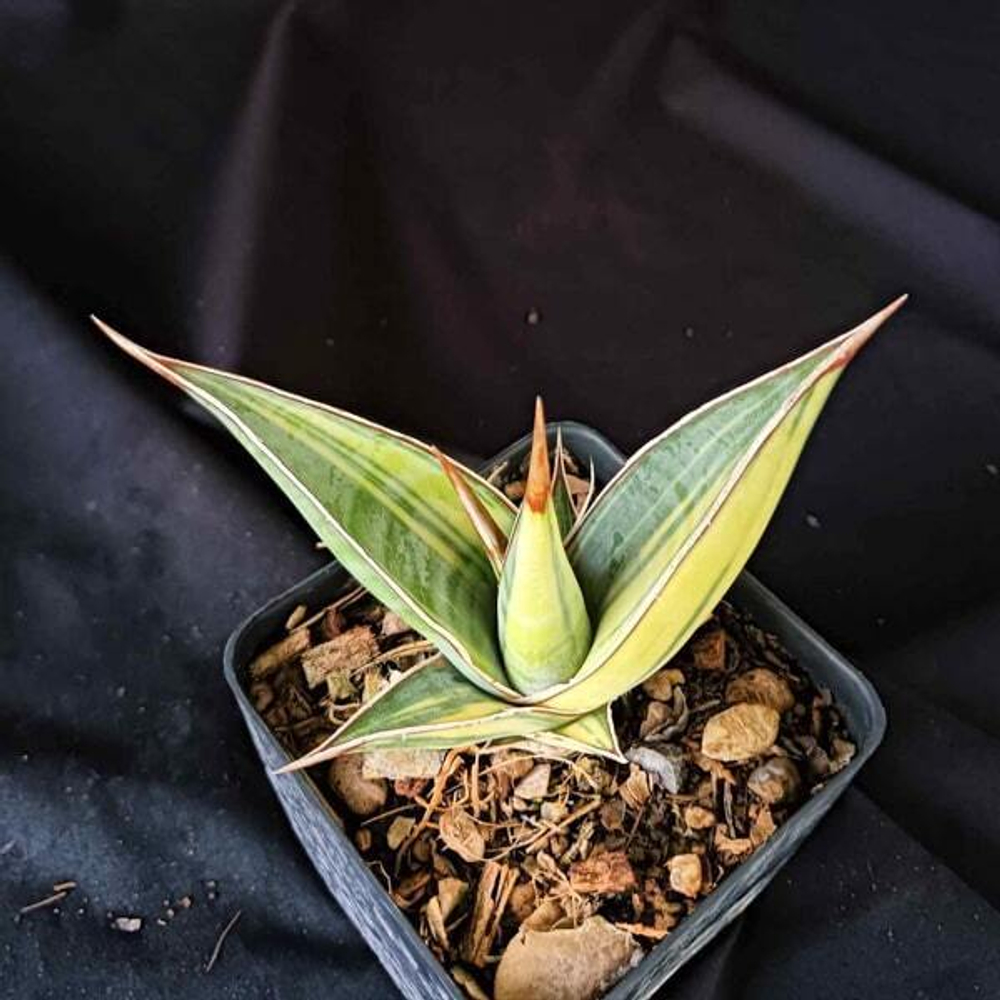 Сансевиерия PINGUICULA VAR