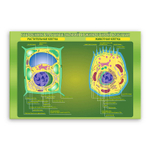 Стенд Строение растительной и животной клетки