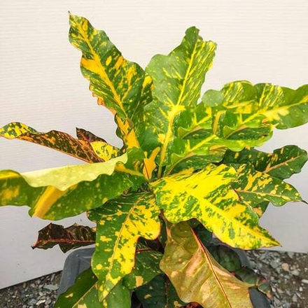 Кротон LADDAWAN