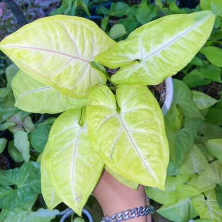 Сингониум LIME SODA