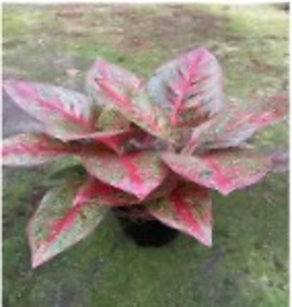 Аглаонема stardust д.15