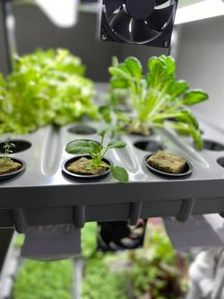 Домашняя гидропонная установка HydroBoss Mini