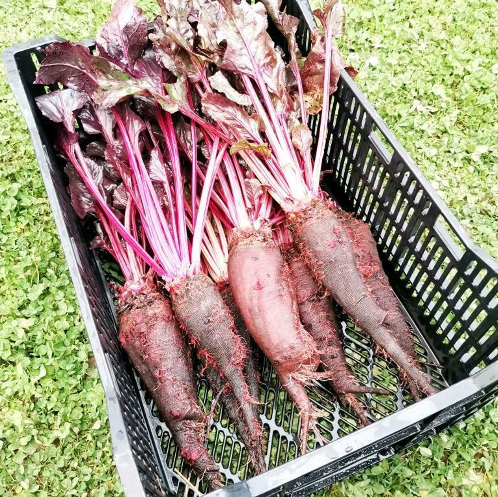 Свёкла Древняя Деликатесная Жаба Краподин - Crapaudine Beet