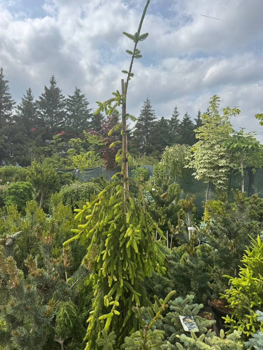 Ель обыкновенная Инверса С5 20-30 см Закупка М49 весна 2026