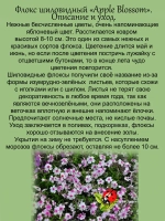 Флокс Яблоневый цвет шиловидный Эпл Блоссом