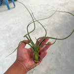 Тилландсия pseudobaileyi