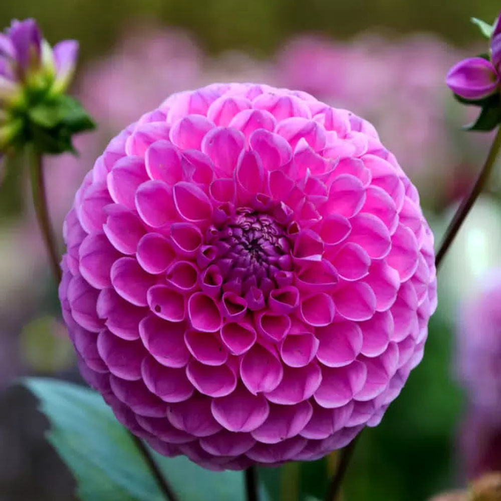 Георгина Ян Ван Шафеллаар