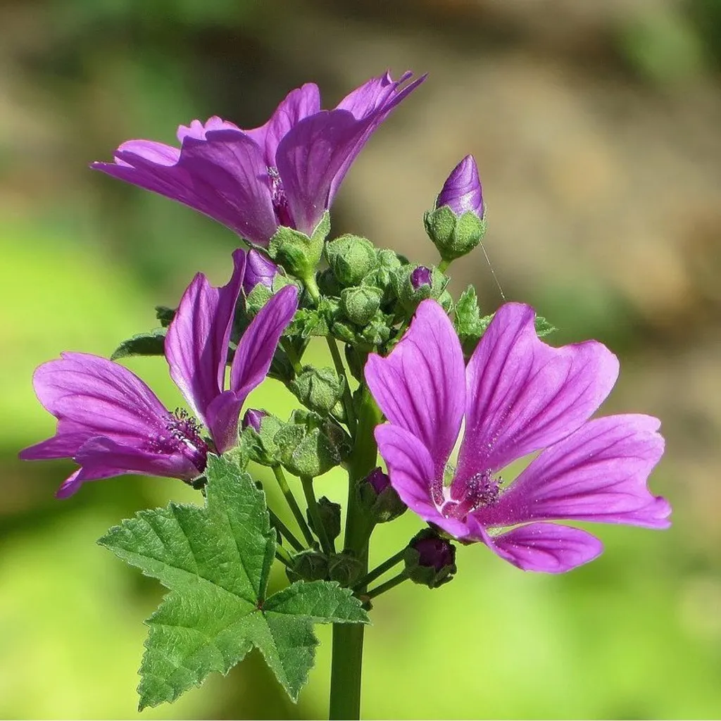 Мальва лесная