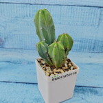 Myrtillocactus Geometrizans (Миртиллокактус)