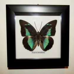Бабочка Prepona demophoon в рамке