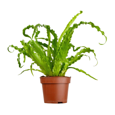 Асплениум "Осаке"