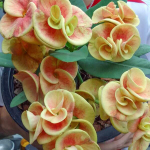 Эуфорбия Миля CHAM CHAN