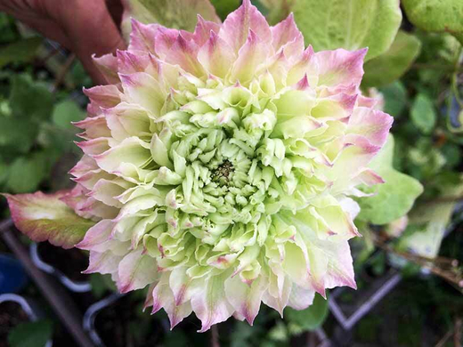 Клематис гибридный Мидори трехлетка наличие