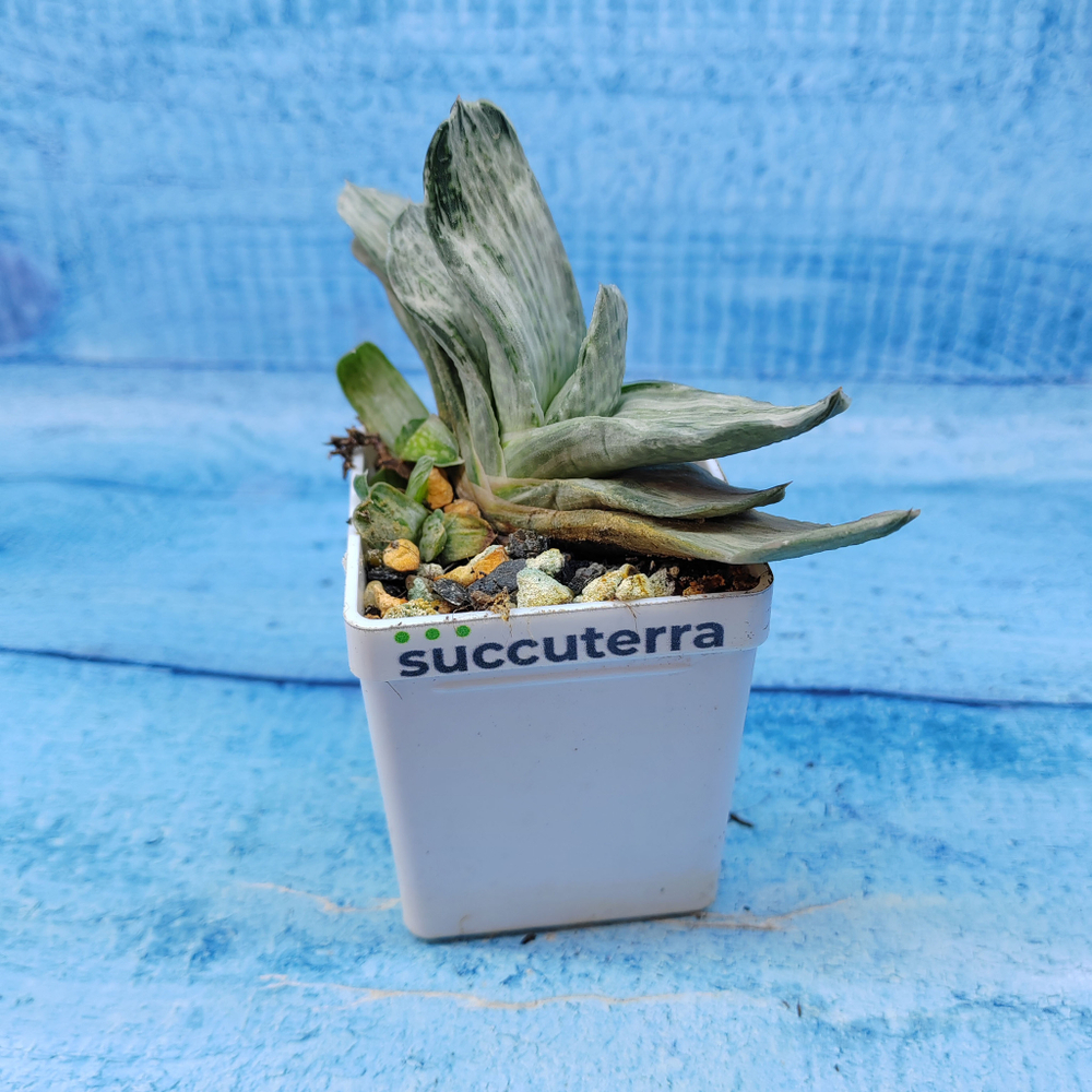 Gasteria Gracilis variegata (Гастерия)