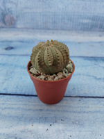 Euphoria Obesa (Эуфорбия)