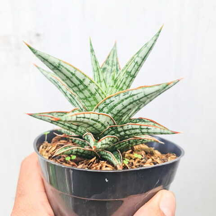 Сансевиерия LAWANG