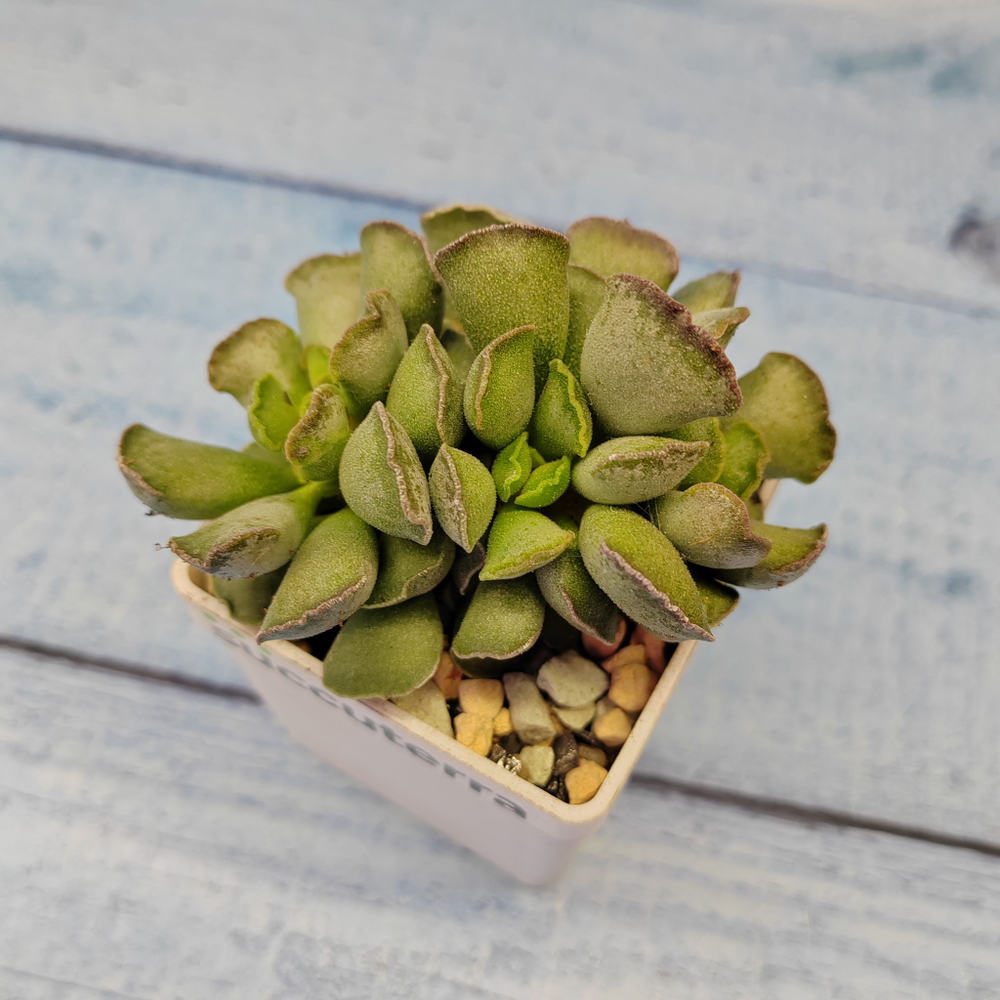 Adromischus Cristatus (Адромискус)