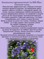 Колокольчик Ла Белле Блю персиколистный многолетний