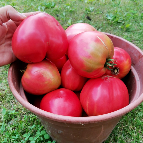 Помидоры Казахстанский Домашний