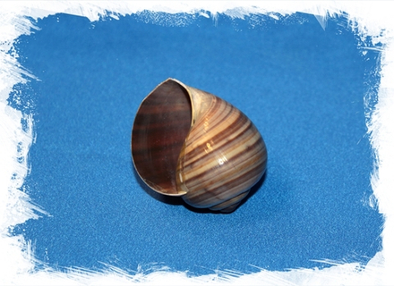 Пила Ампулацея, 4-6см, 1шт