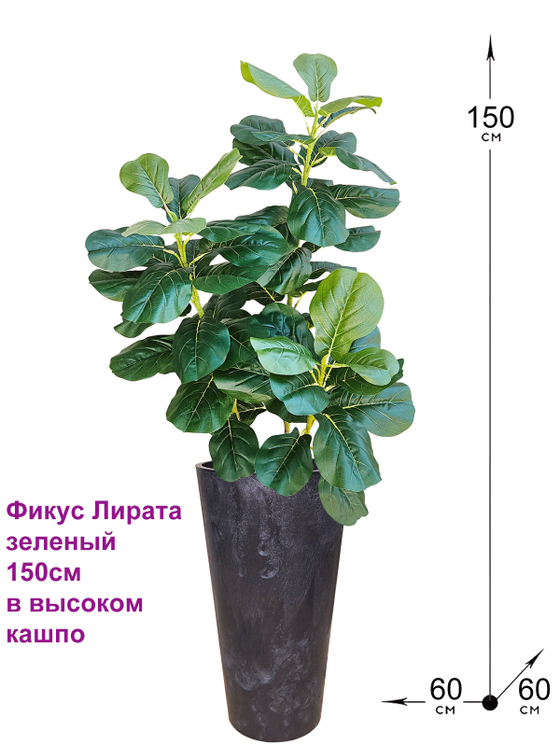 Фикус Лирата в высоком черном кашпо