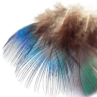 Голубые шейные перья павлина Peacock blue neck Natural (10 шт)