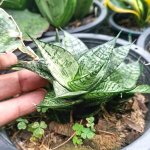 Сансевиерия EHRENDEL