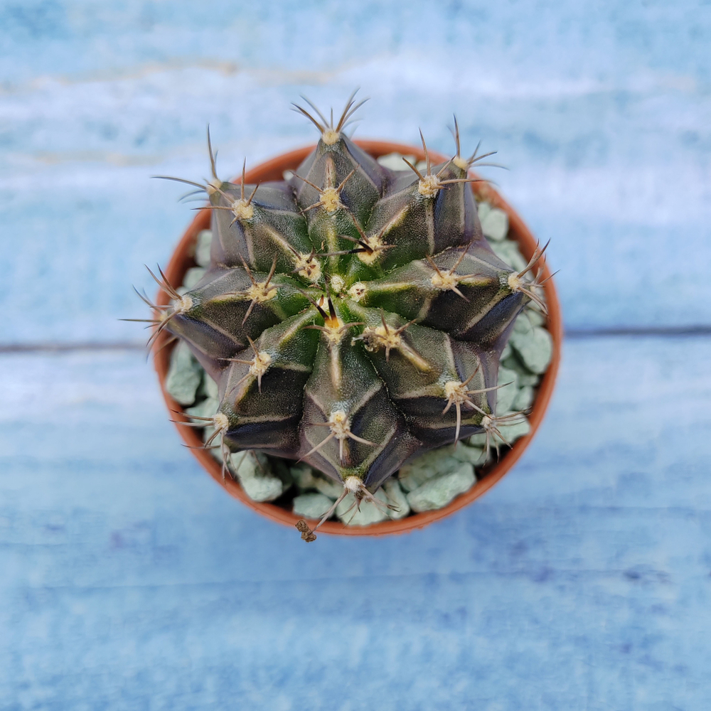 Gymnocalycium Friedrichii (Гимнокалициум)