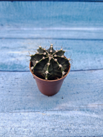 Gymnocalycium Friedrichii (Гимнокалициум)