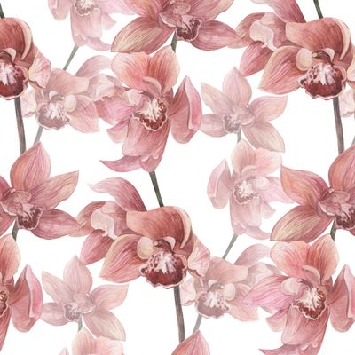 Орхидея на белом